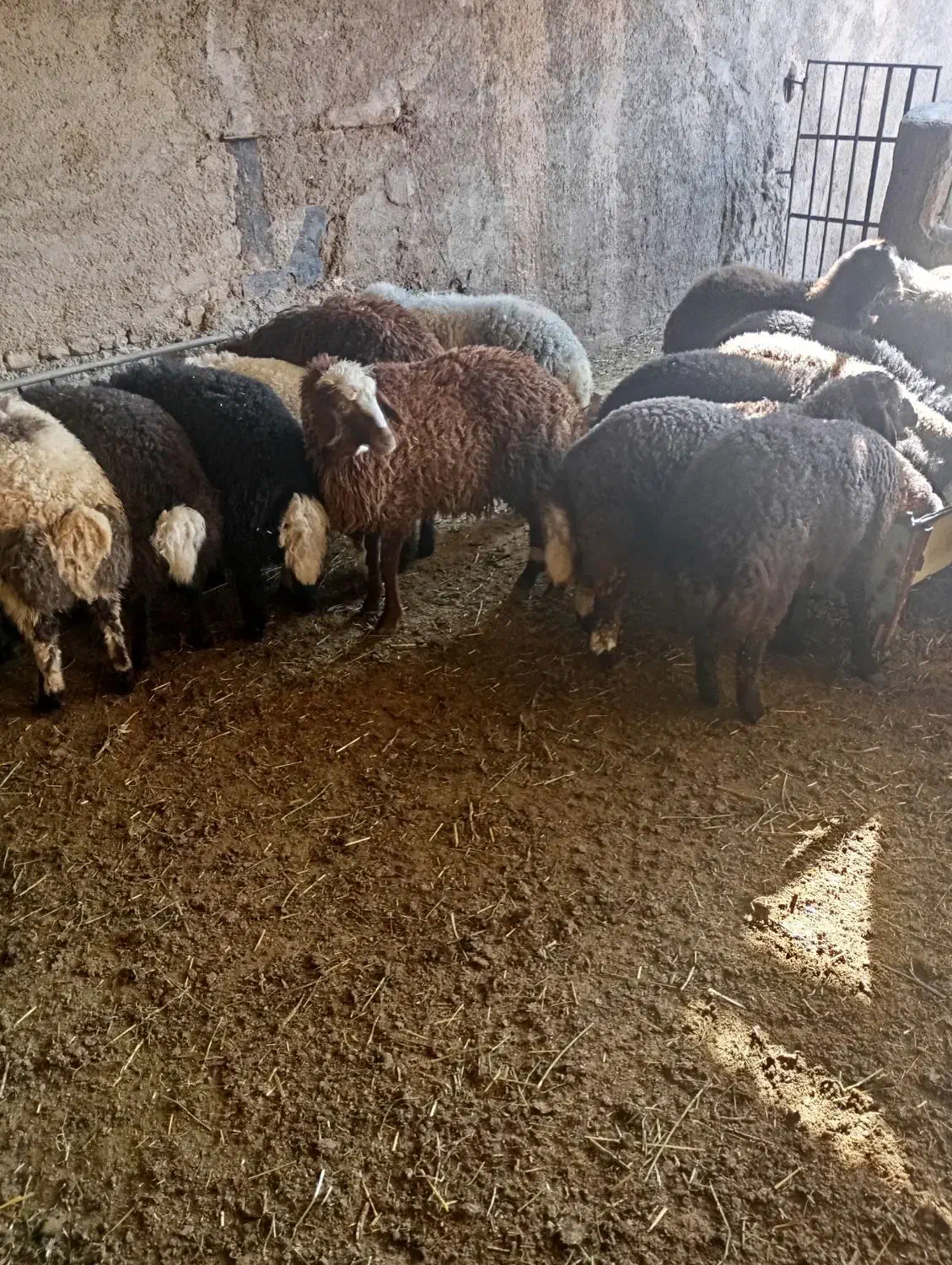 بره نر|حیوانات مزرعه|گلپایگان, |دیوار