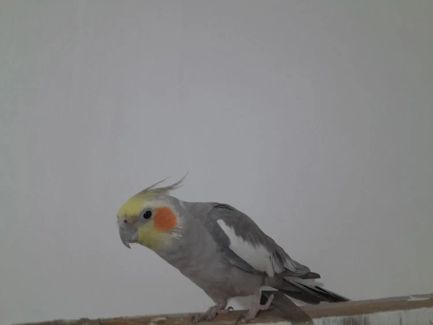 عروس هلندی|پرنده|تربت جام, المهدی|دیوار