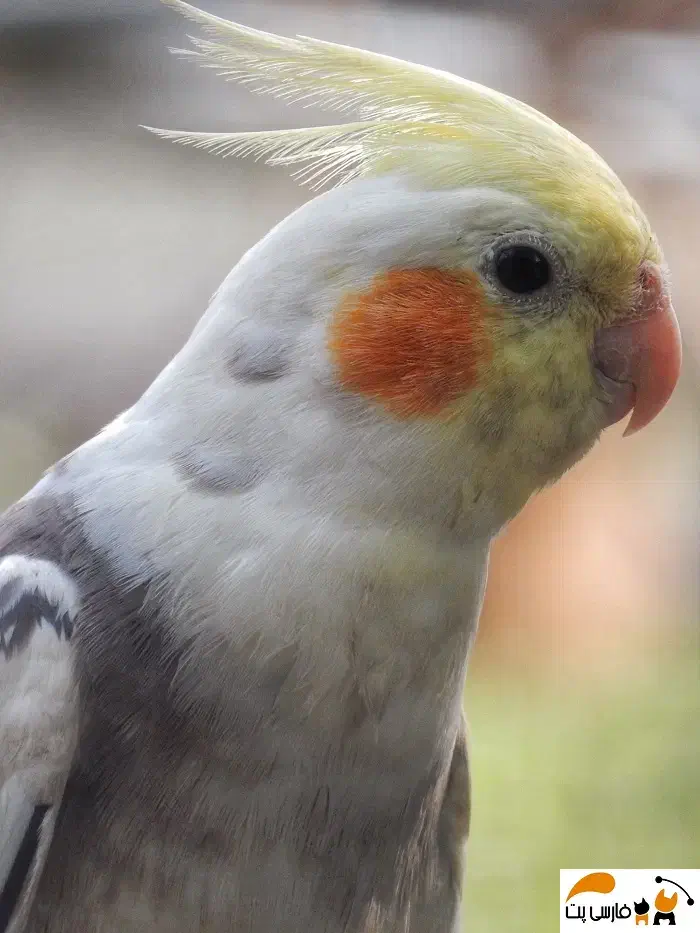 عروس هلندی|پرنده|ابهر, |دیوار