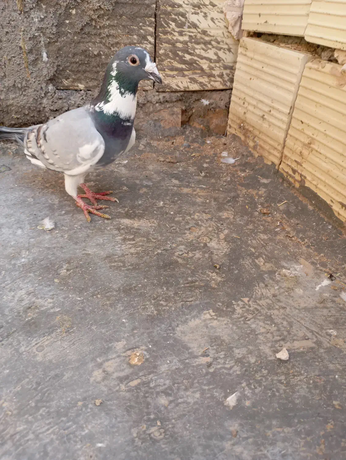 کبوتر|پرنده|میبد, |دیوار