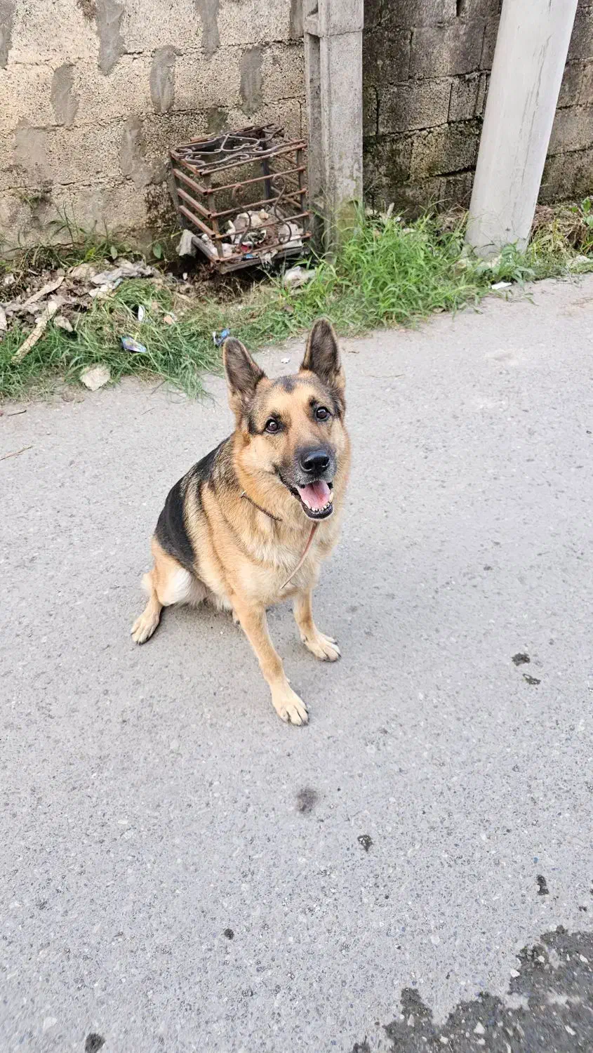 واگذاری سگ ژرمن ۱ ساله تربیت اقداماتی انجام شده|سگ|نوشهر, |دیوار