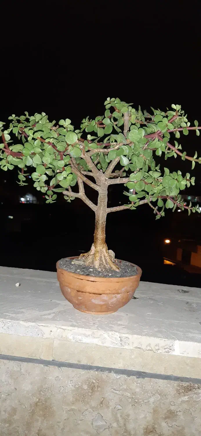 بن سای خرفه ای|گل و گیاه طبیعی|اردبیل, |دیوار