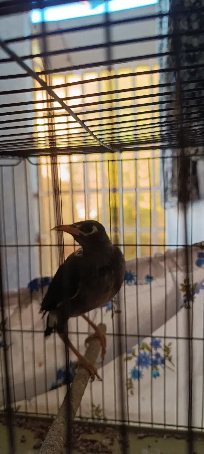 مرغ مینا ومرغ عشق|پرنده|الشتر, |دیوار