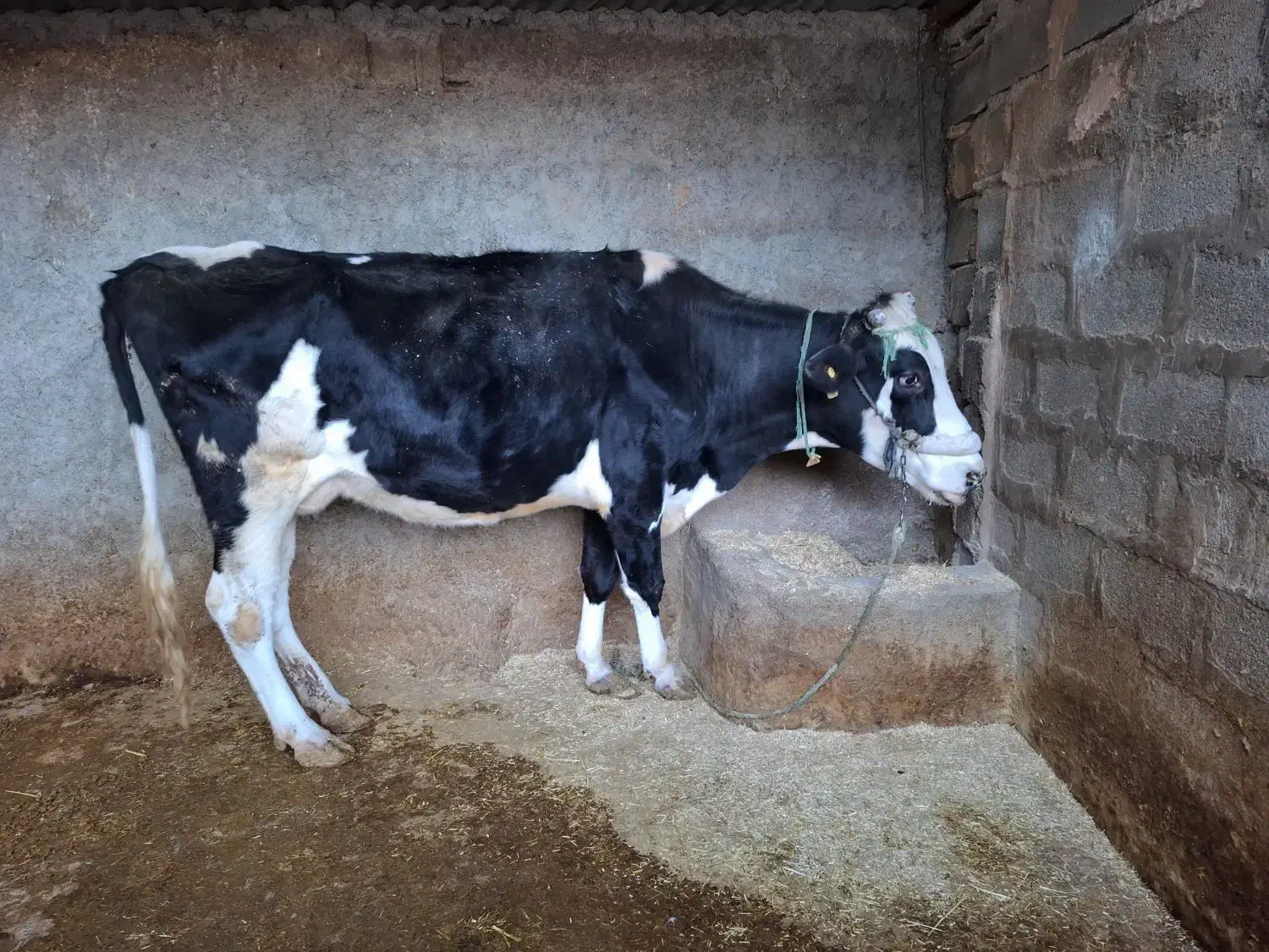 فروش فوری گاو ابستن|حیوانات مزرعه|چرداول, |دیوار