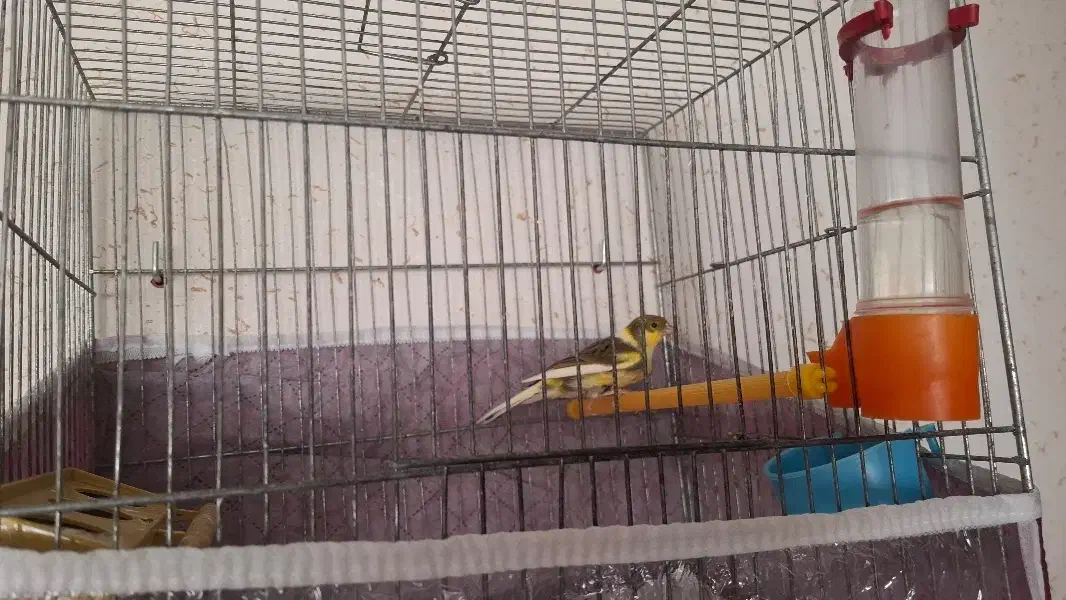 قناری قورولتی نر|پرنده|اردبیل, |دیوار