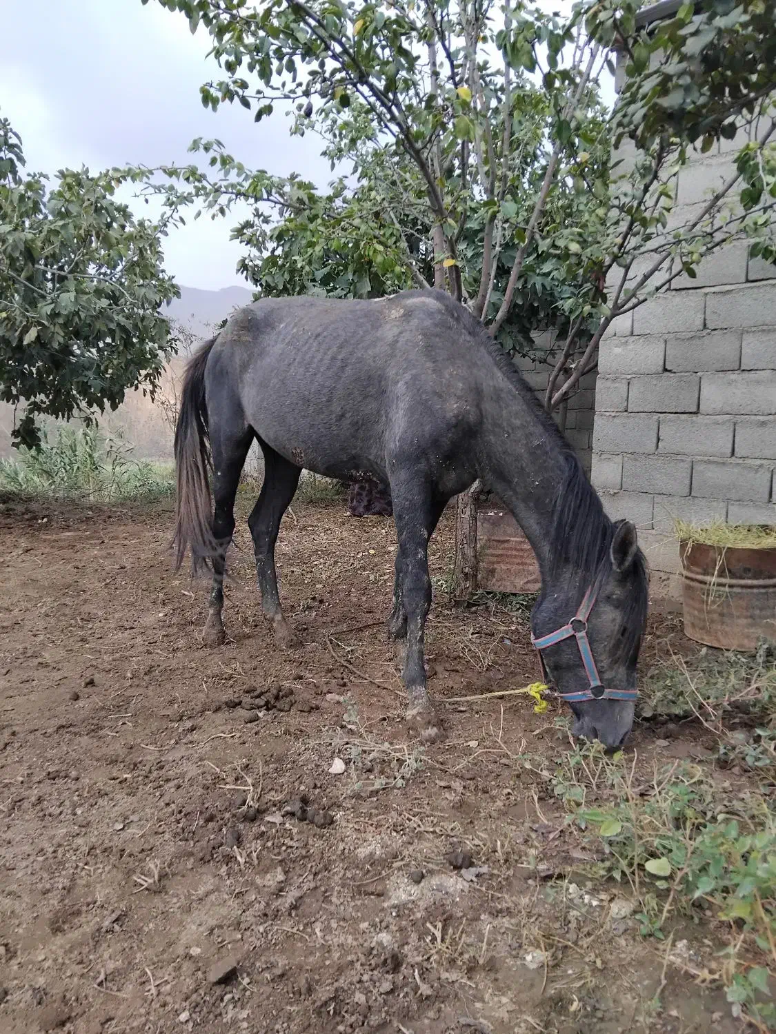 اسب مادیان|اسب و تجهیزات اسب‌سواری|فراغی, |دیوار