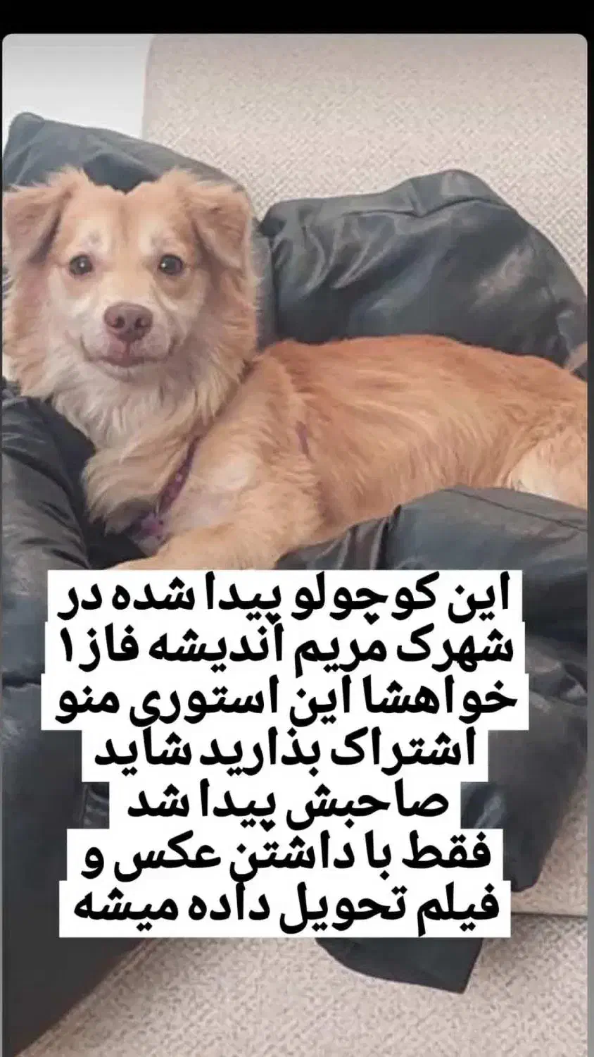 گمشده|حیوانات|اندیشه, شهرک مریم|دیوار