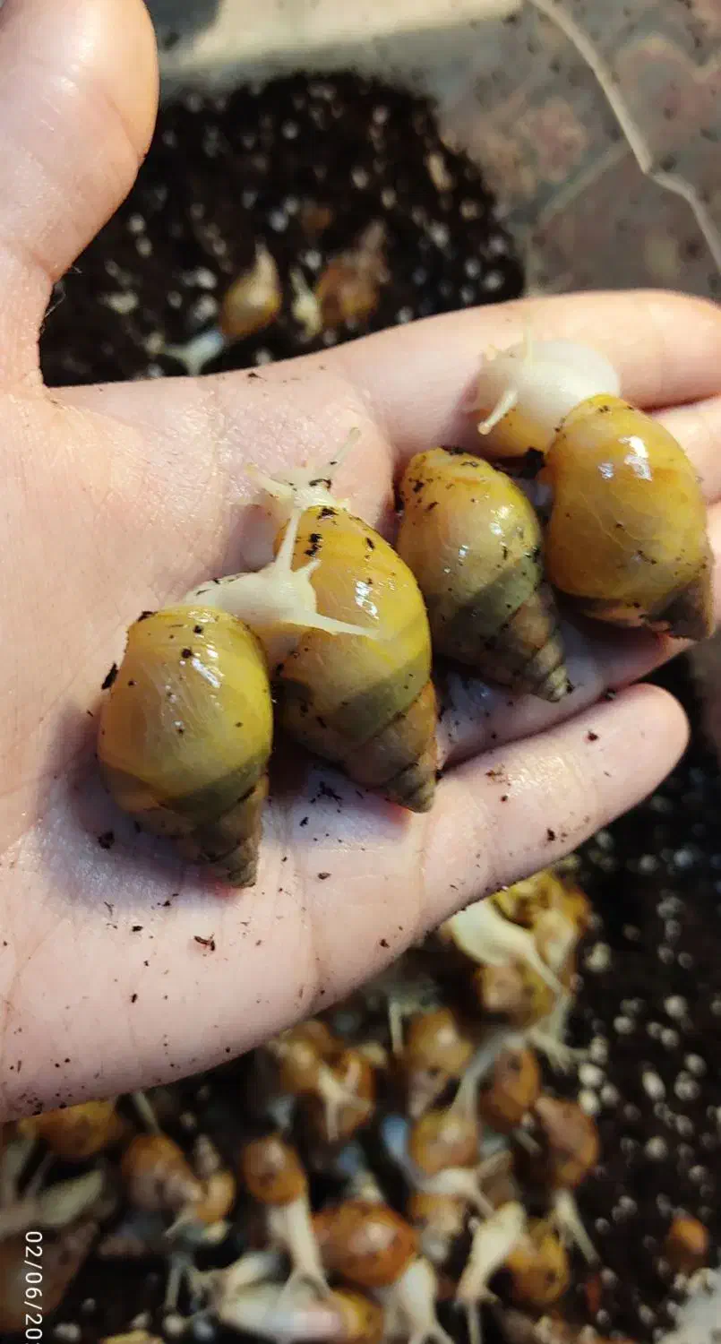 حلزون|خزنده|تهران, شهرک امید|دیوار