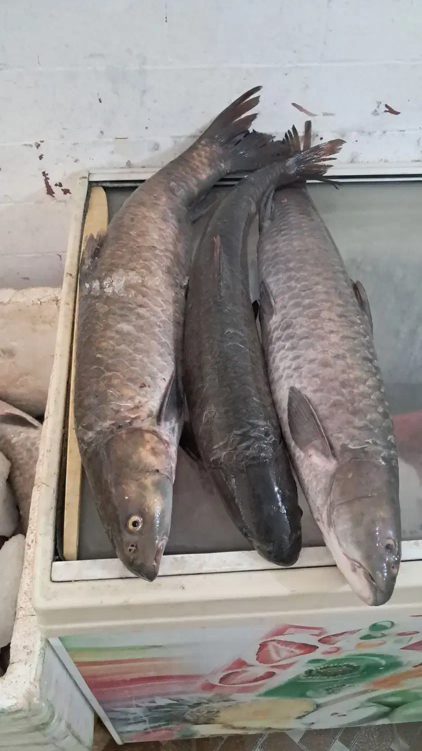 پخش عمده ماهی رودخانه|ماهی|دزفول, |دیوار