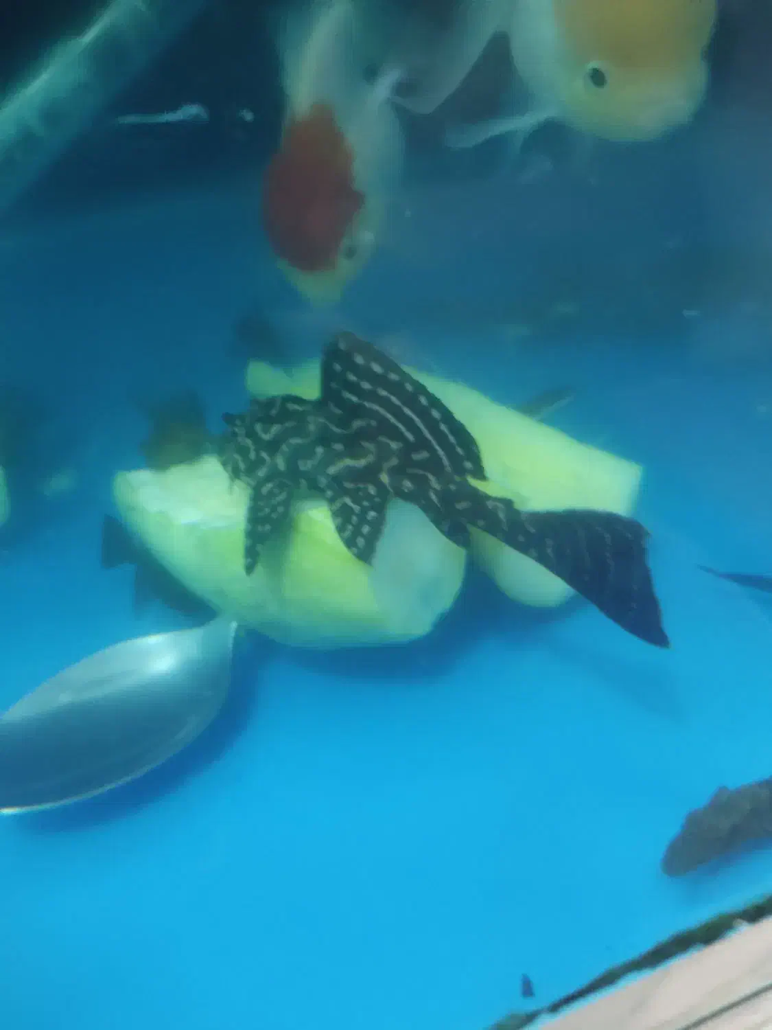 لجن خوار|ماهی|زابل, |دیوار