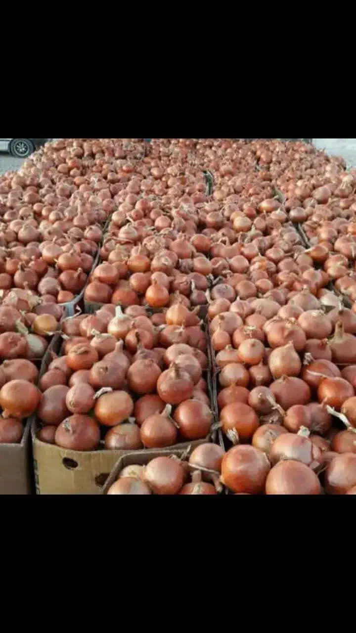 فروش پیاز عمده از کشاورز تناژ بالا|خوردنی و آشامیدنی|چناران, |دیوار