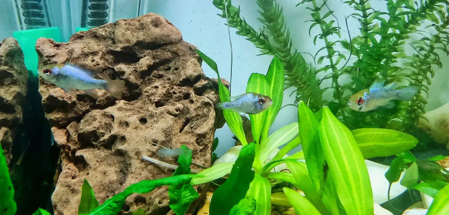 ماهی رامیزی|ماهی|تبریز, |دیوار