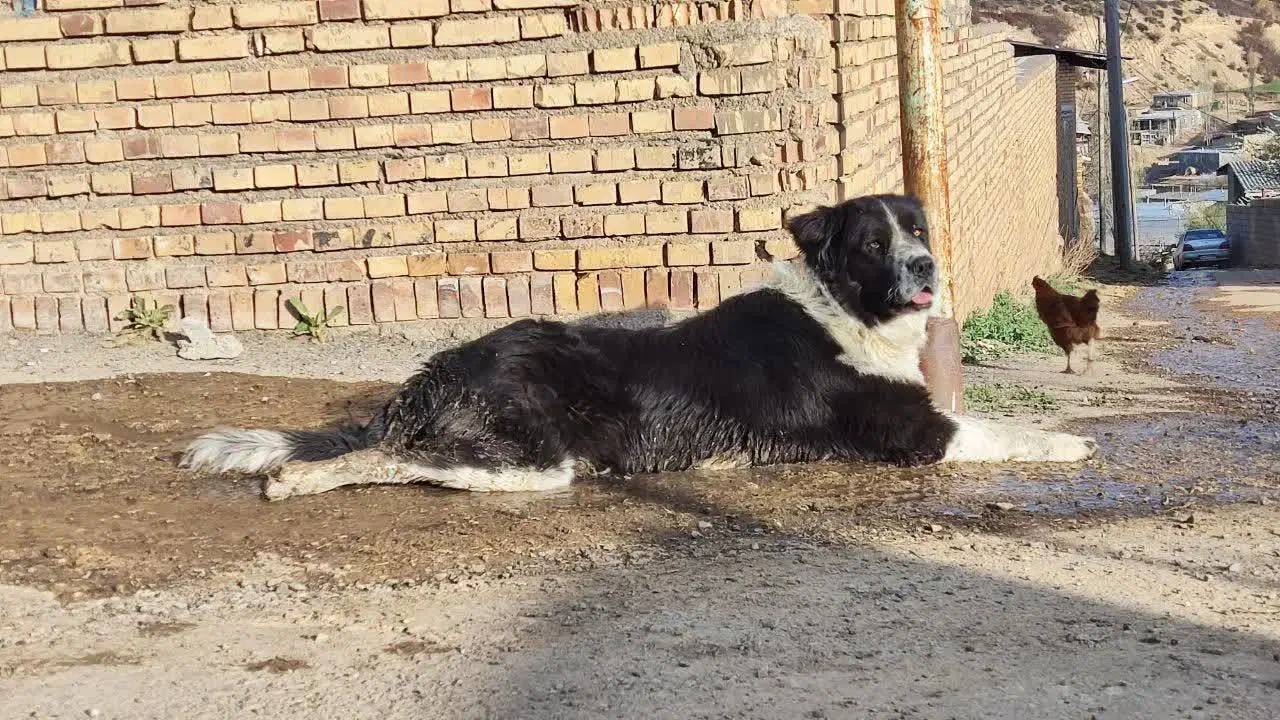 سگ نگهبان نژاد قدرجونی سن ۲سال|سگ|کالپوش, |دیوار