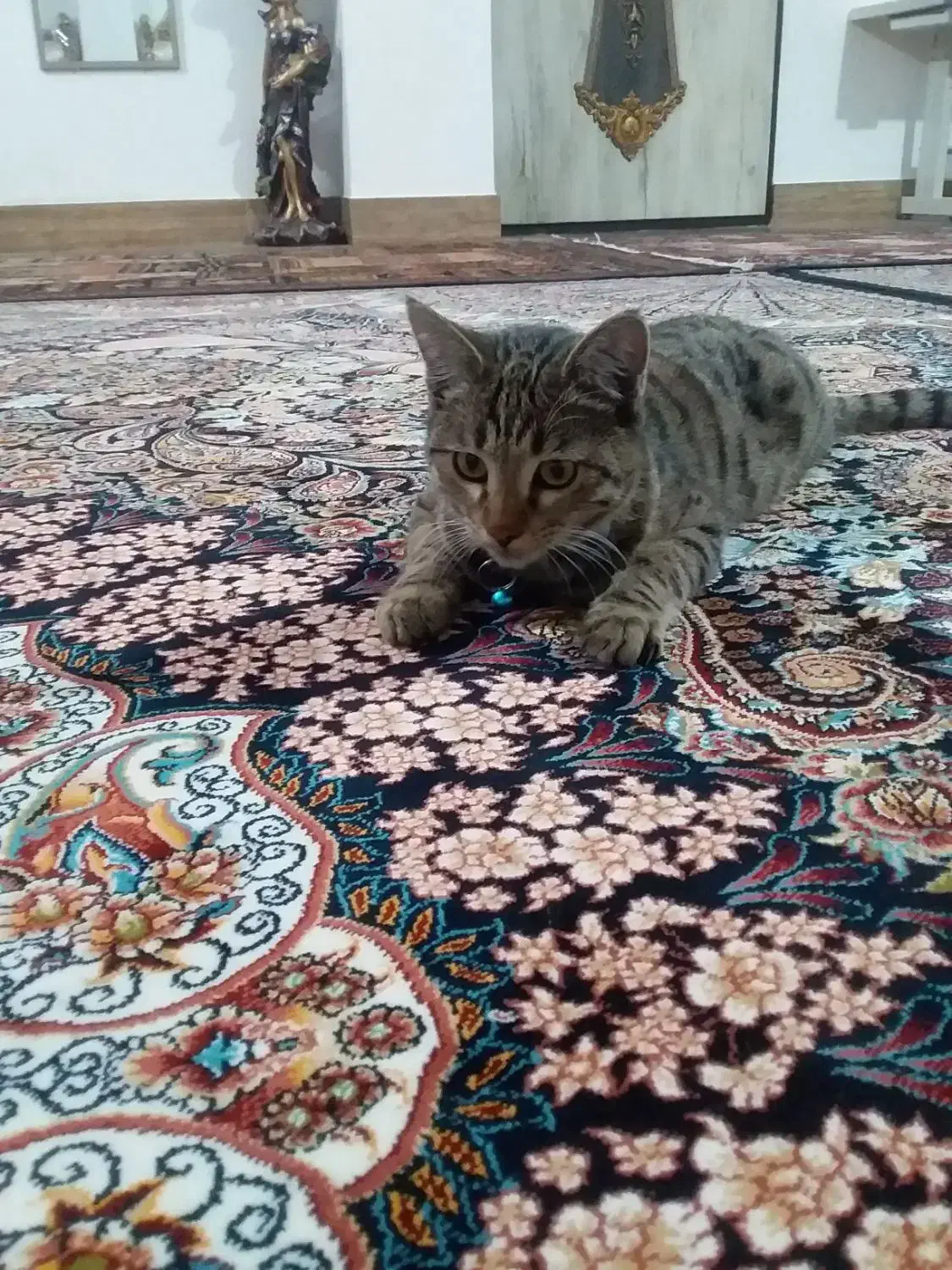 گربه خانگی ماده|گربه|اردبیل, |دیوار