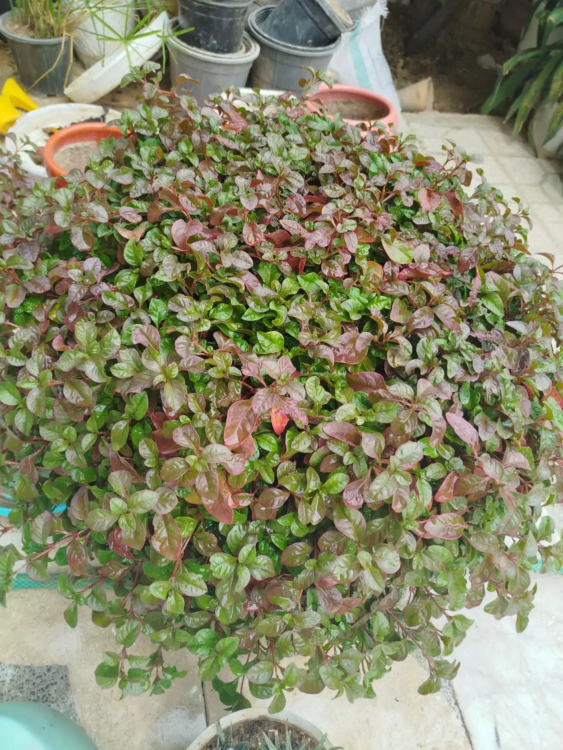 گل طبیعی|گل و گیاه طبیعی|شیراز, تندگویان|دیوار