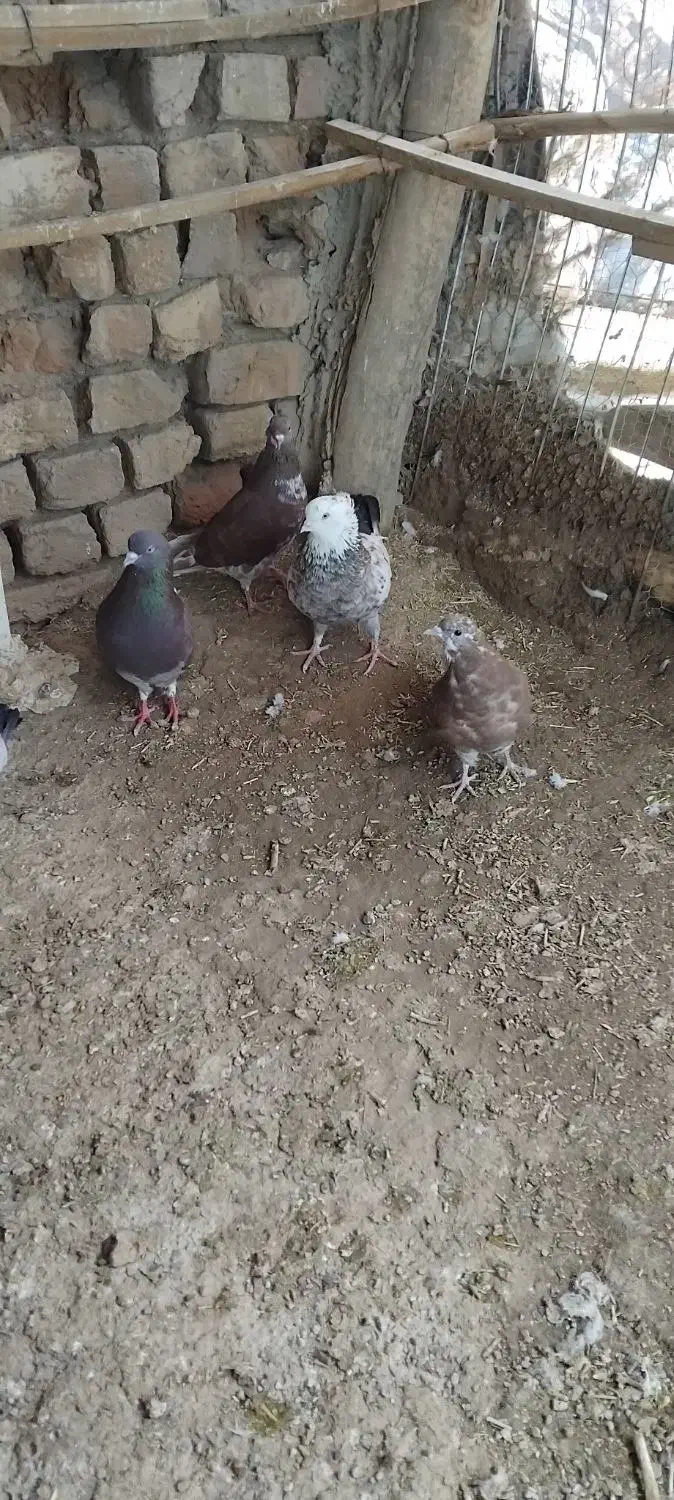 کفتر|پرنده|سلطانیه, |دیوار