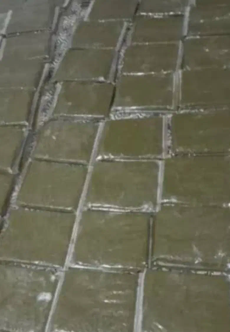 سبزی رامهرمز با بهترین کیفیت|خوردنی و آشامیدنی|شاهینشهر, خانه کارگر|دیوار