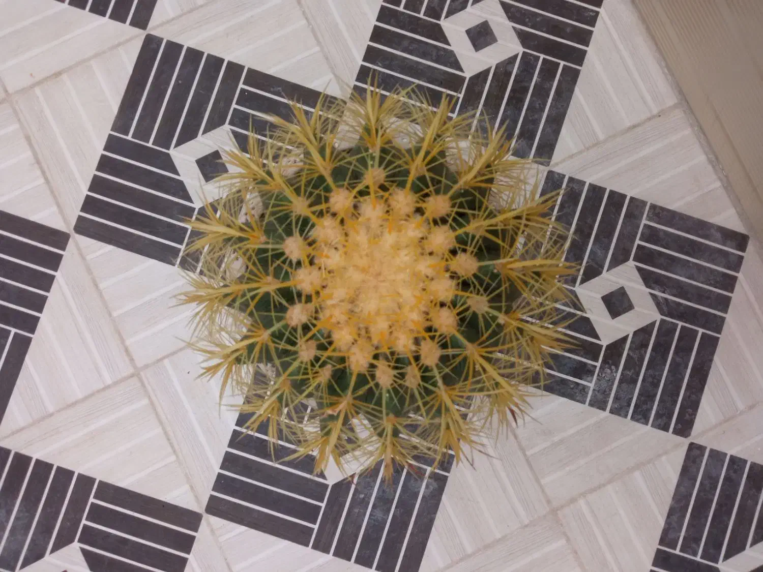 کاکتوس تک و کمیاب، سایز بزرگ|گل و گیاه طبیعی|گرمسار, |دیوار