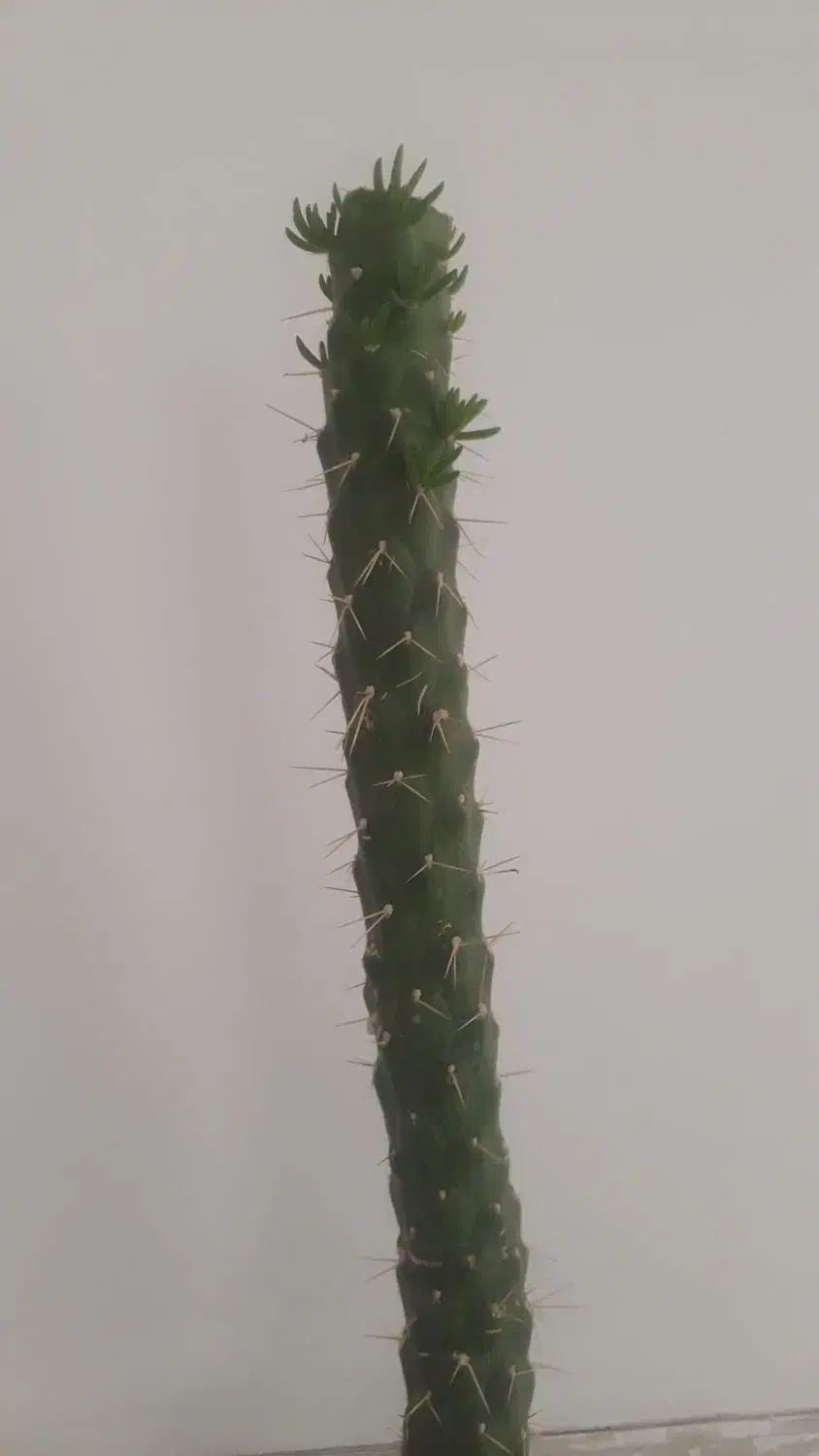 گل سریوس|گل و گیاه طبیعی|بسطام, |دیوار