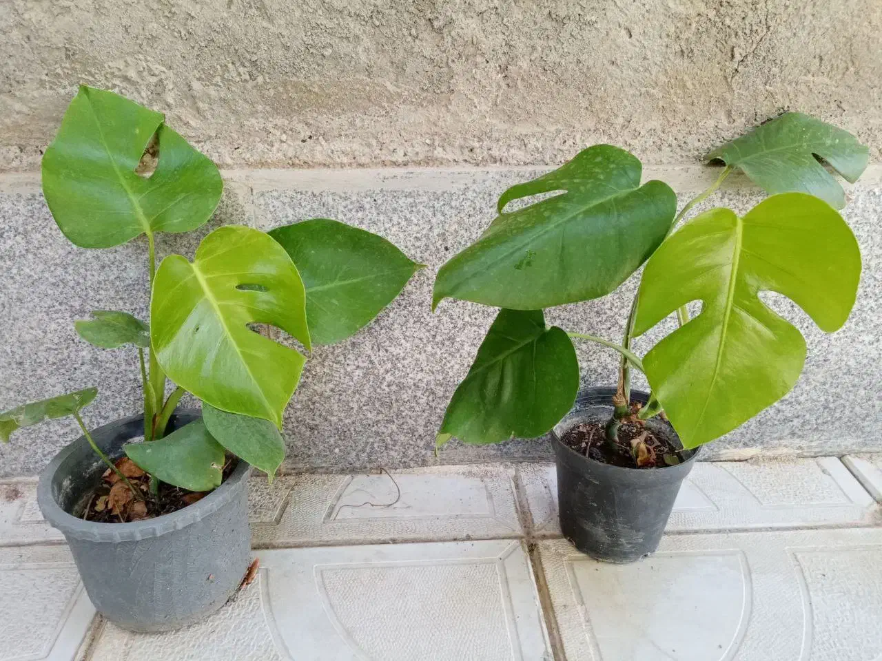 گل‌های فروشی|گل و گیاه طبیعی|آذرشهر, |دیوار