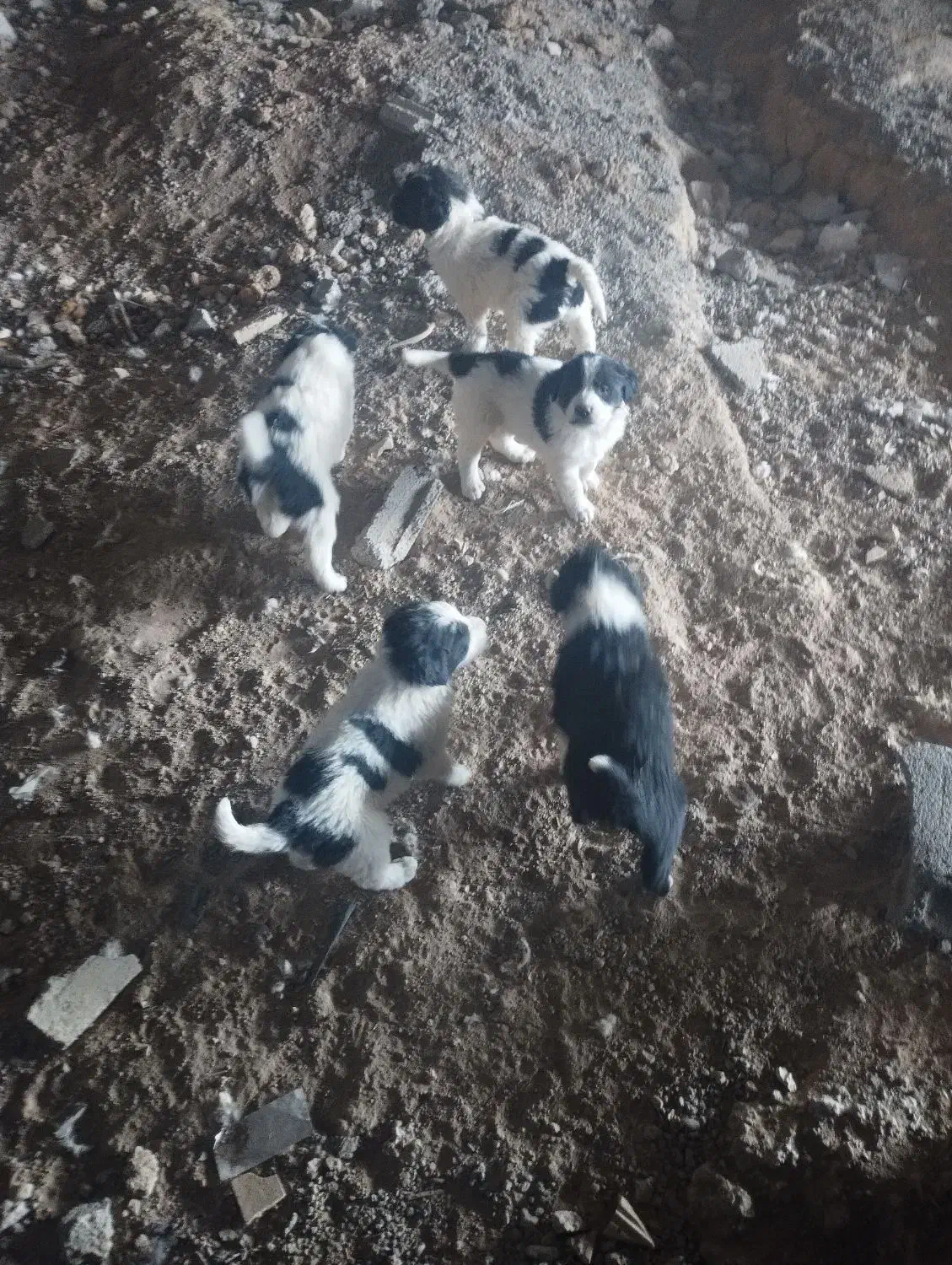 8 تا توله سگ قدریجونی|سگ|لردگان, |دیوار