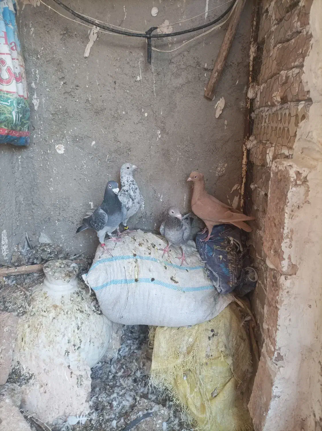 کبوتر|پرنده|نیشابور, دهنو|دیوار