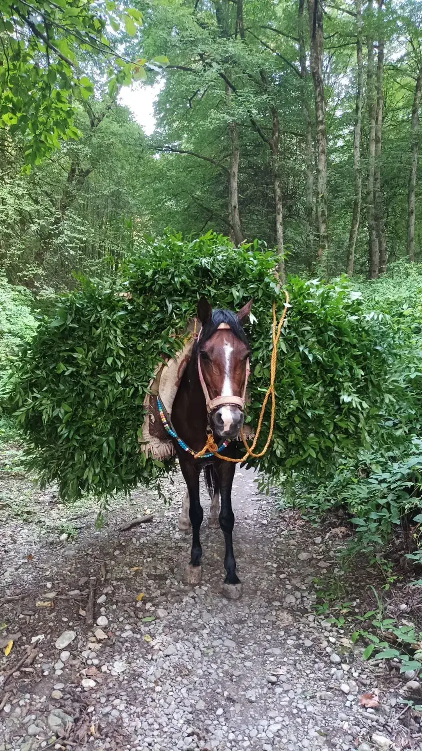 اسب|اسب و تجهیزات اسبسواری|گرگان, |دیوار