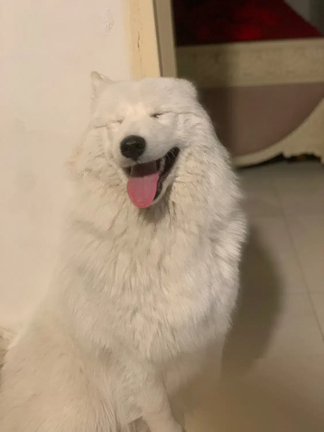 واگذاری فوری سامویید|سگ|کرج, کمال‌شهر|دیوار