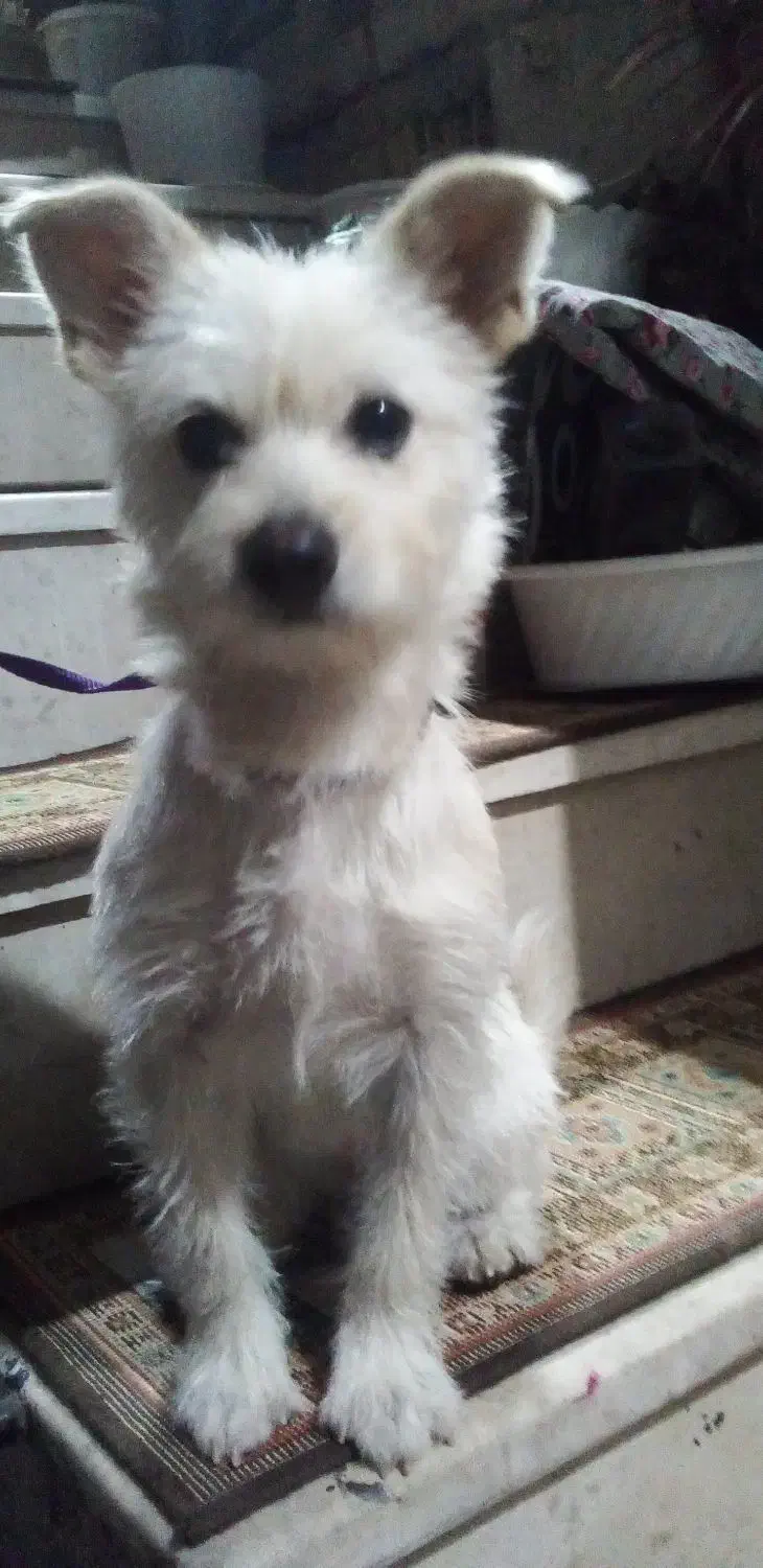 سگ پاکوتاه|سگ|پیربازار, |دیوار