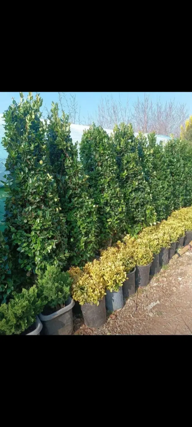 تزیینی درختچه فضای باز ویلا حیاط جهت مناسب برای|گل و گیاه طبیعی|تهران, چیذر|دیوار