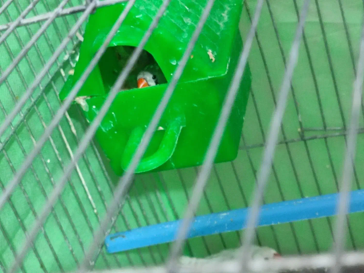 فروش فنچ|پرنده|محمدیه-قزوین, |دیوار