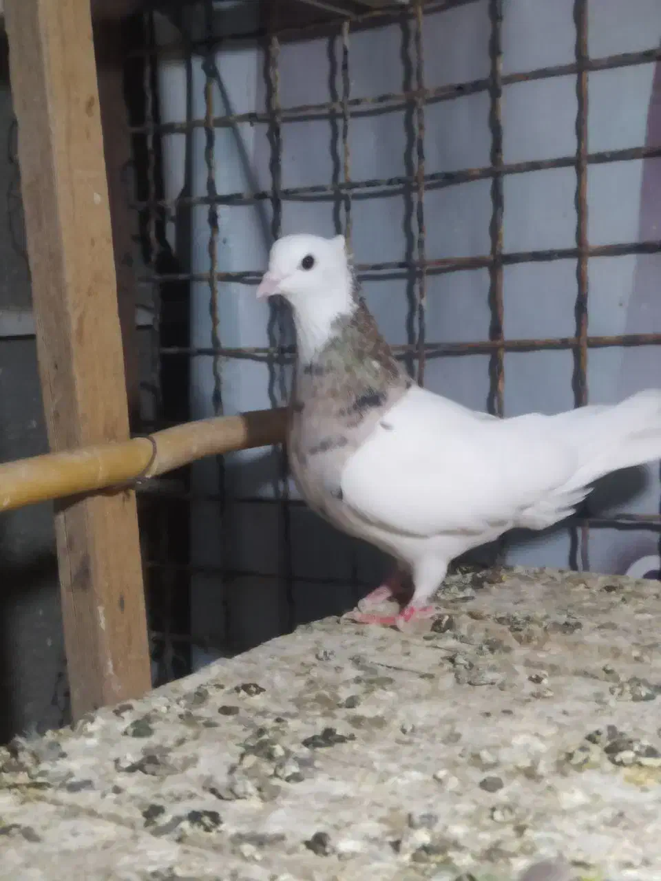 طوقی هفت رنگ آس|پرنده|شاهرود, |دیوار