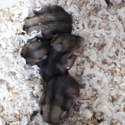 همستر|موش و خرگوش|تهران, کوثر|دیوار