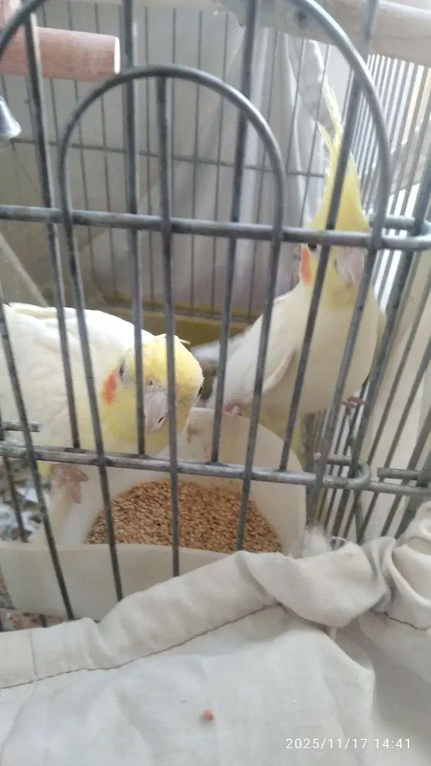 عروس هلندی جفت شده مطمعن|پرنده|ملایر, |دیوار