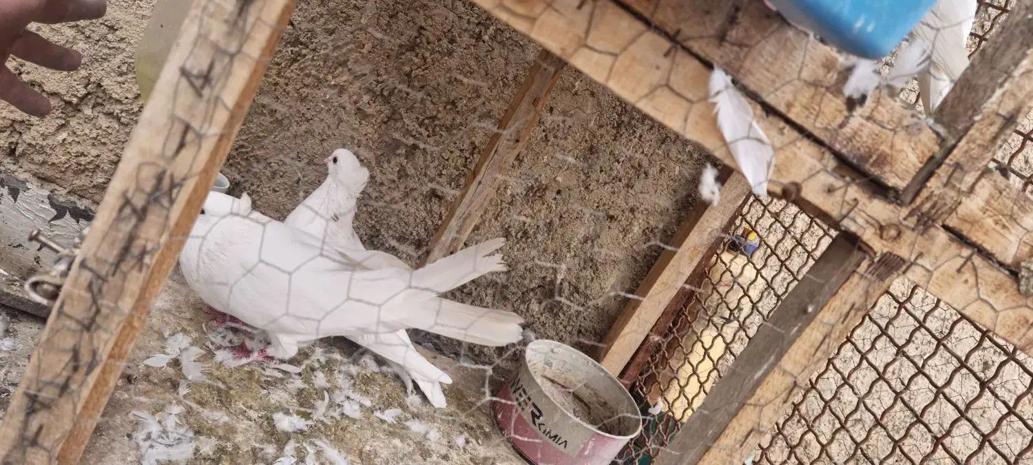 سفیدکاکلی|پرنده|خرمدره, |دیوار