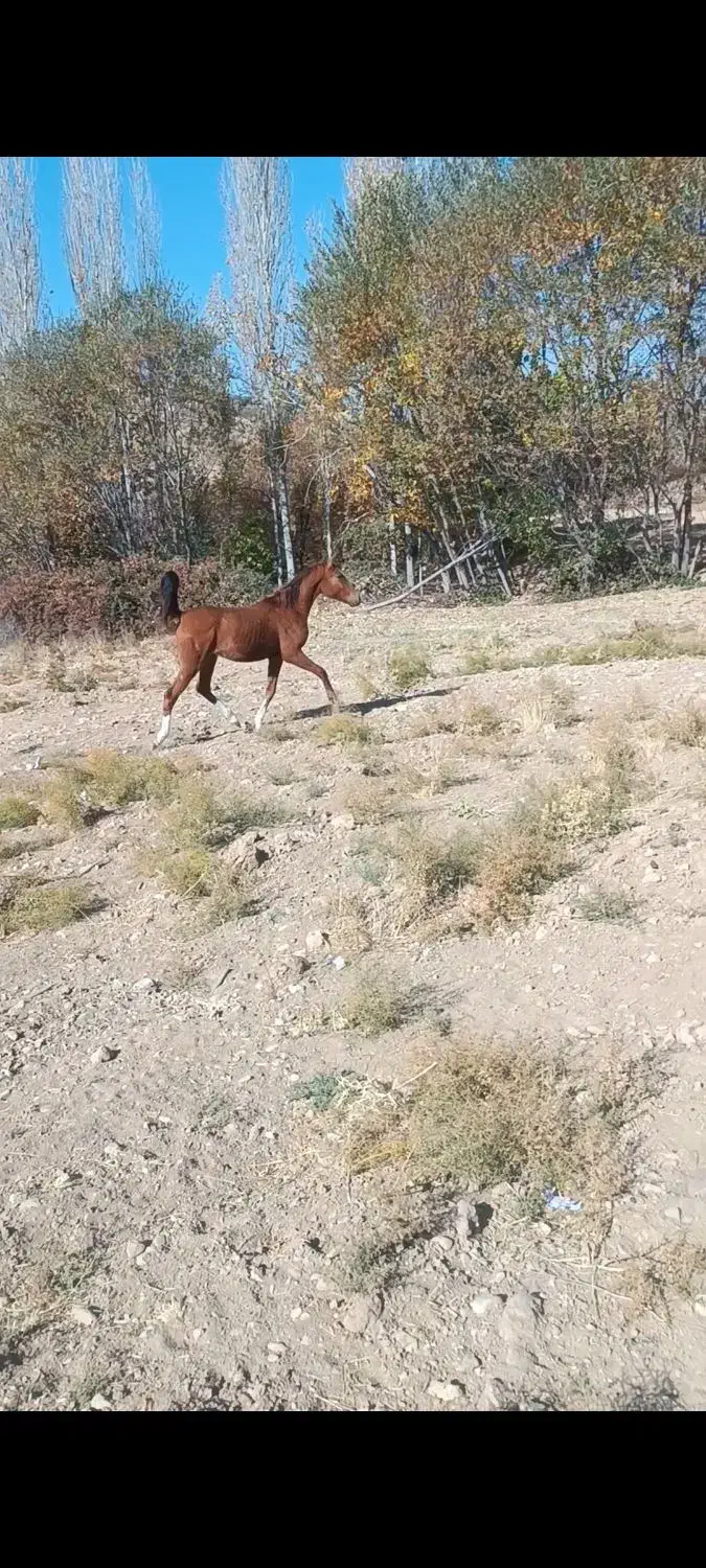 اسب نریان|اسب و تجهیزات اسبسواری|همایجان, |دیوار