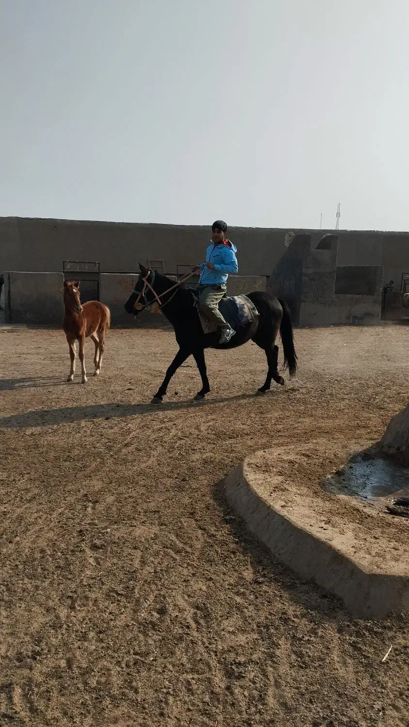 اسب با کره|اسب و تجهیزات اسبسواری|سلفچگان, |دیوار