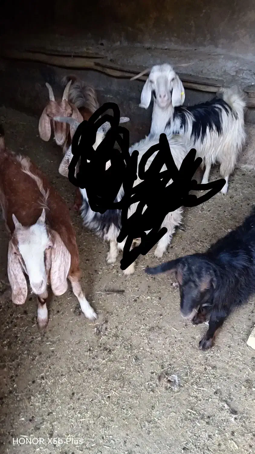 40 میلیون تومان|حیوانات مزرعه|اراک, |دیوار