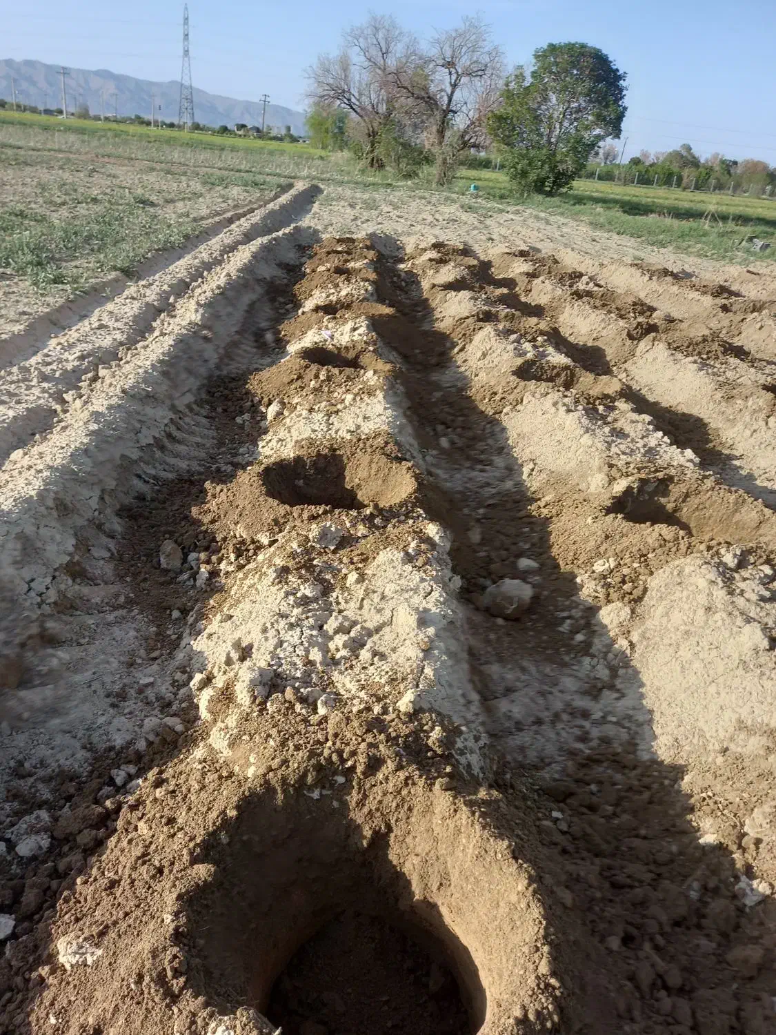 چاله درخت|خدمات باغبانی و درختکاری|گلپایگان, |دیوار