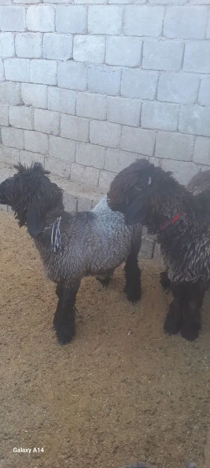 بره قوچی|حیوانات مزرعه|میانکوه, |دیوار