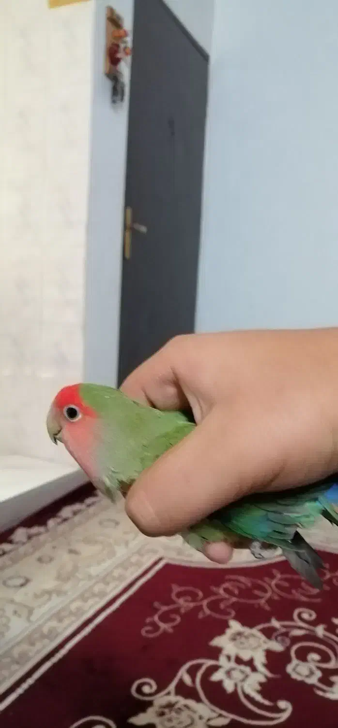 1 عدد طوطی برزیلی سالم و خوب و نژاد دار|پرنده|قرچک, شهرک طلائیه|دیوار