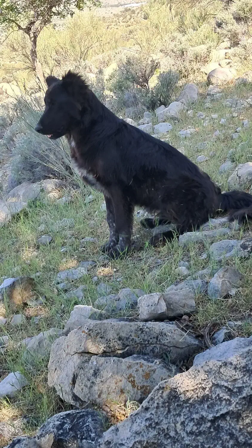 سگ گم شده در منطقه اقلید|حیوانات|اقلید, |دیوار