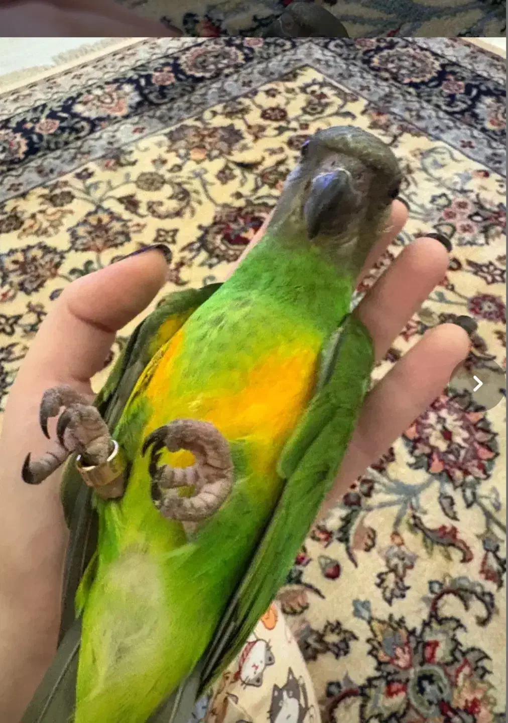 طوطی سنگال سخنگو|پرنده|میبد, |دیوار