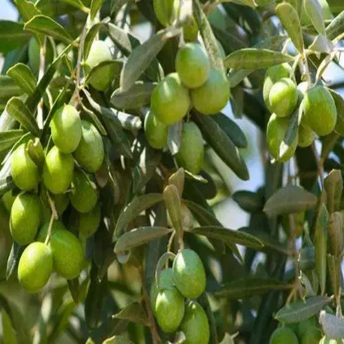 نهال زیتون|خدمات باغبانی و درختکاری|سرپل ذهاب, |دیوار