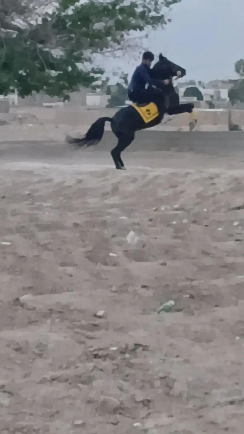 اسب جهت کشش.|اسب و تجهیزات اسب‌سواری|اصفهان, بابوکان|دیوار