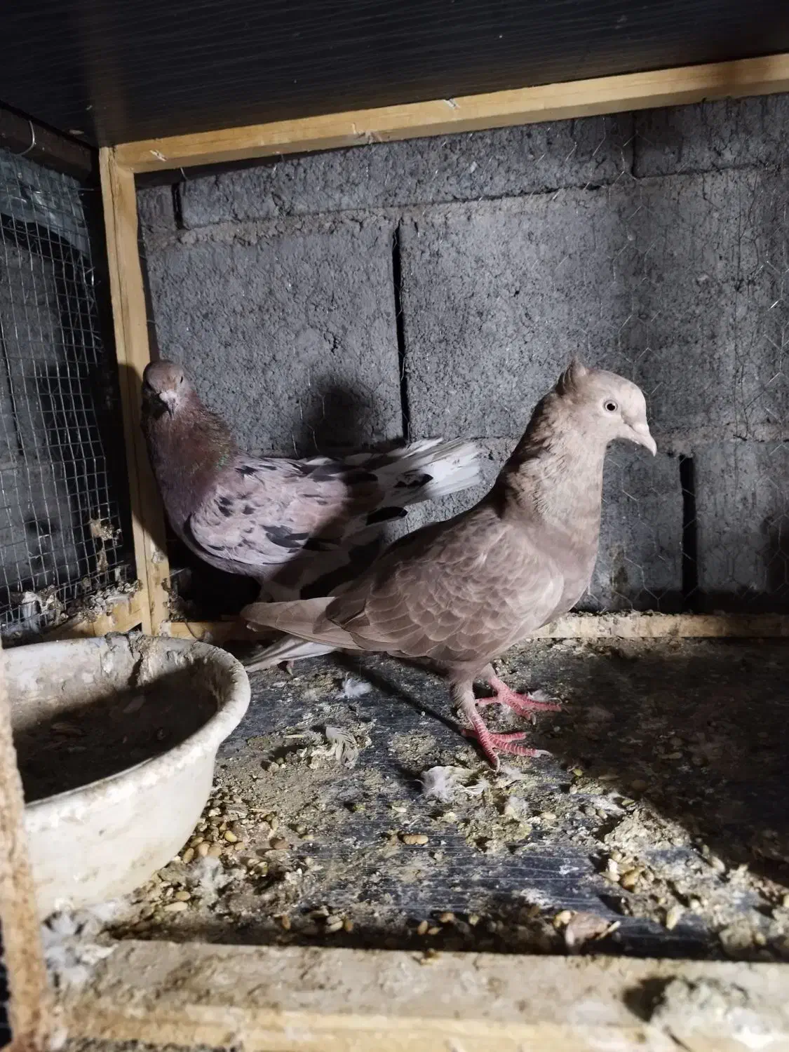 یک جفت دم سفید|پرنده|کهنوج, |دیوار