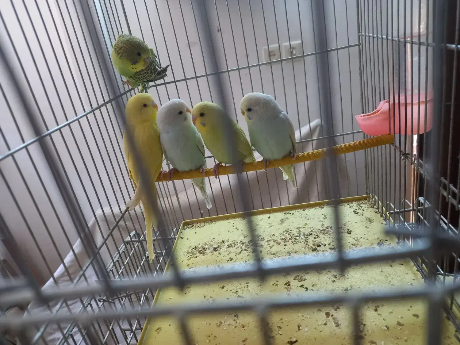 مرغ عشق|پرنده|بروجرد, |دیوار