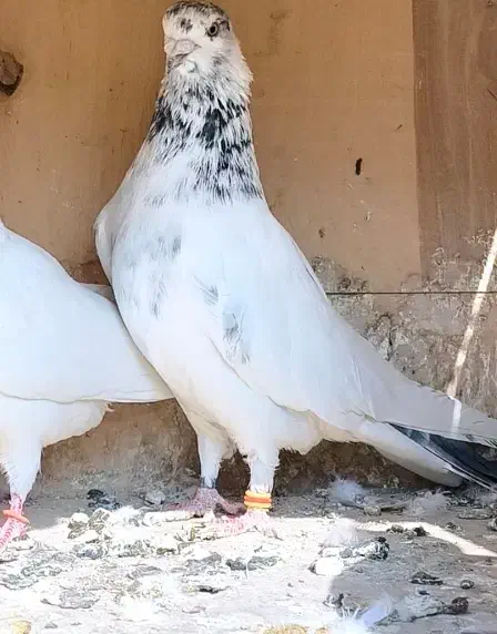 کبوتر گمشده شیرنگ|حیوانات|فاضل آباد, |دیوار