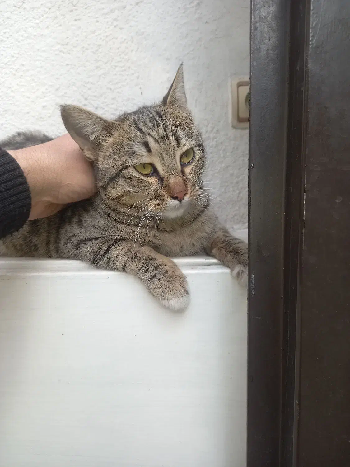 گربه|گربه|تهران, شهید رجایی|دیوار