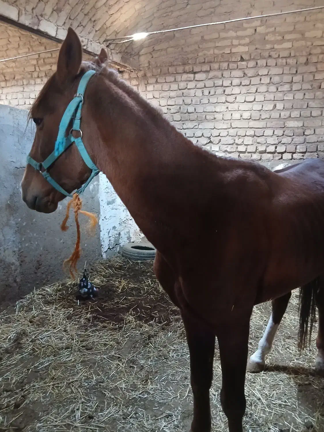 اسب نریون کرد|اسب و تجهیزات اسب‌سواری|قم, شاه ابراهیم|دیوار